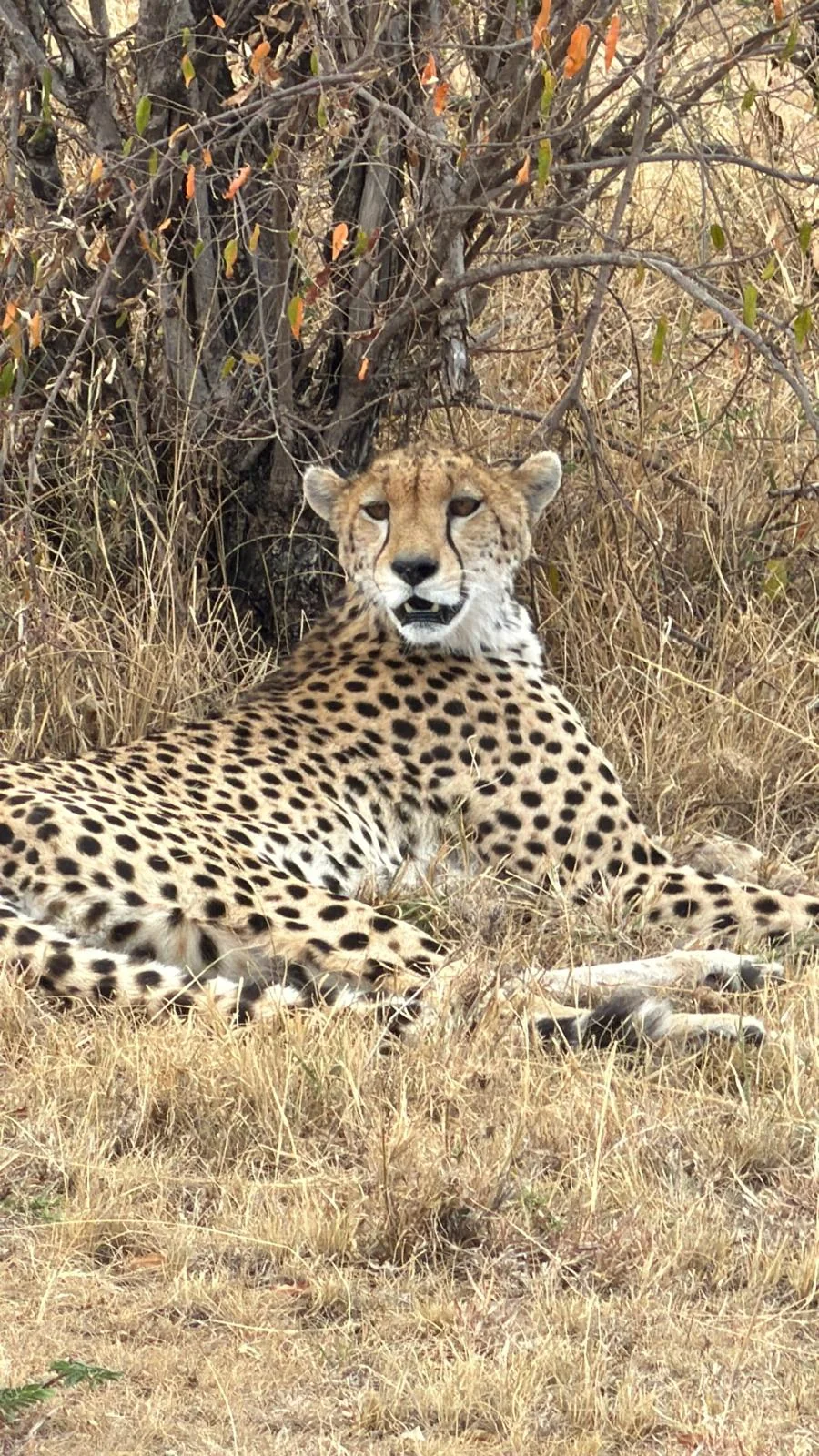 Cheetah on safari