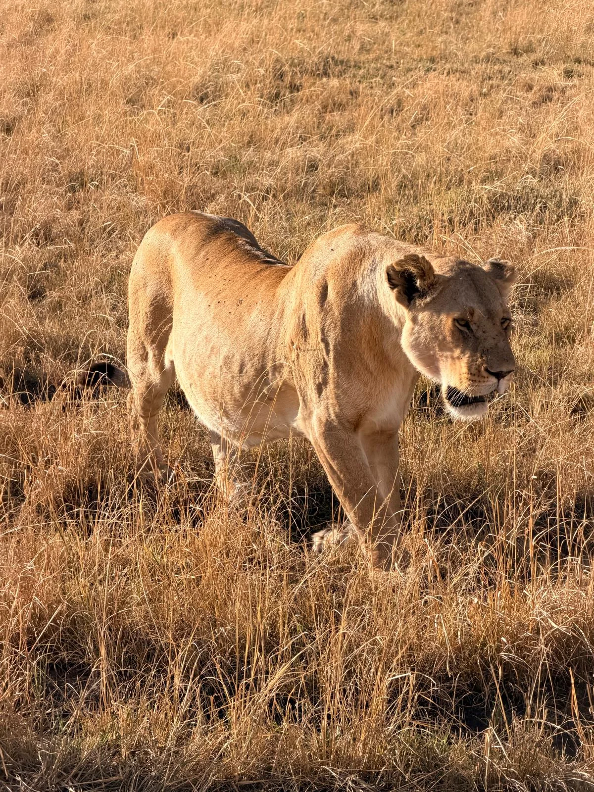 Lion on safari